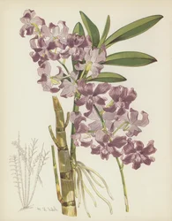 Dendrobium Superbiens